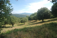 Eeuwenoude-olijfbomen.