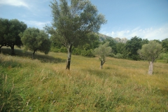 Mediterrane-flora.