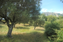 Olijfboomgaard.