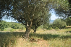 Oude-olijfbomen.