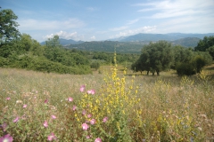 Prachtige-flora.