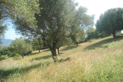 Veel-olijfbomen.