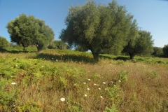 Zeer-oude-olijfbomen