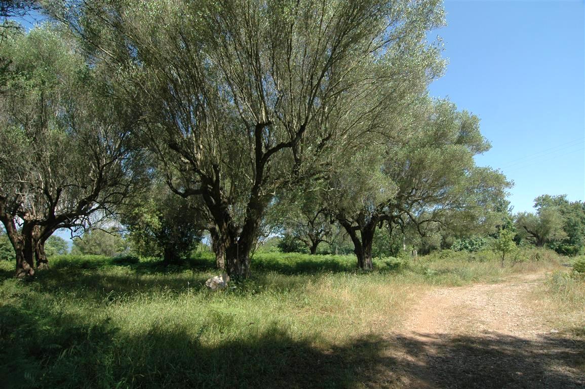 Bouwperceel met veel oude oliijbomen (3)