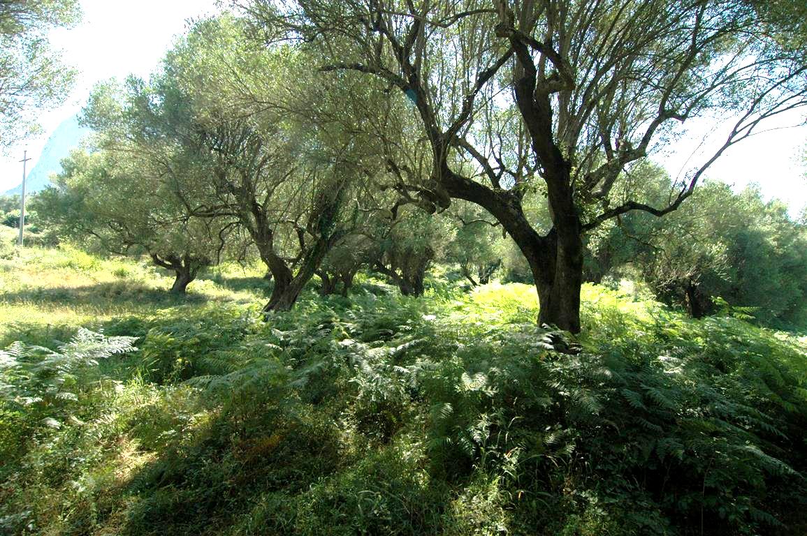 Grote olijfboomgaard (4)