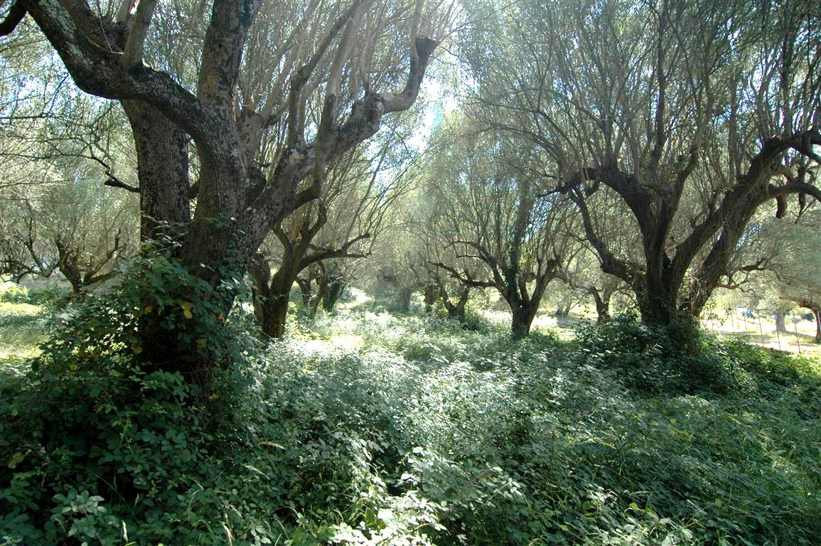 Grote olijfboomgaard