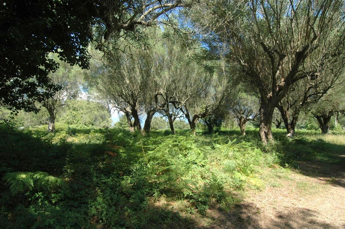 Uw tweede huis in een olijfboomgaard (2)