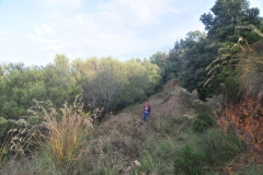 Meerdere-oude-olijfbomen