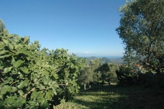 Camping Bufano met zeezicht in Cilento