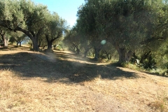 Groot bouwterrein , geschikt als camping in Cilento
