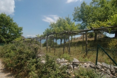 Oude-druivenranken