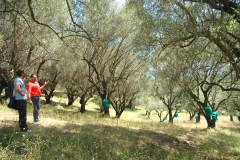 bouwkavel in olijfboomgaard