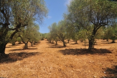Grote-olijfboomgaard