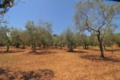 Italiaanse-olijfboomgaard