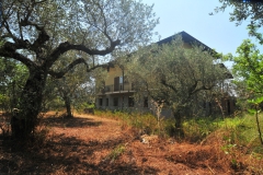 Villa-temidden-olijven