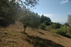 Cilento Droomhuizen 7 (Medium)