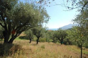 Bouwkavel in olijfboomgaard