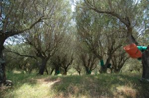 bouwperceel-voor-tweedehuis-cilento-zuid-italie