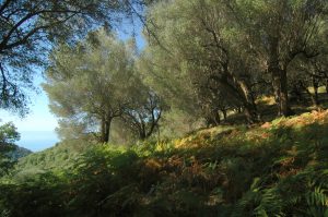 ouwperceel met oliijfbomen